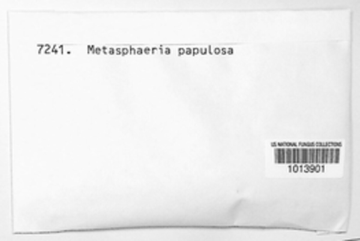 Strigulaceae image